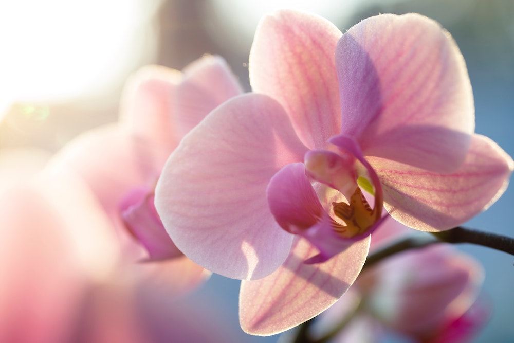 シンガポールの国花は何？植物園に行く前に知っておきたい歴史と事実！ | シンガポール・オーストラリア留学専門店